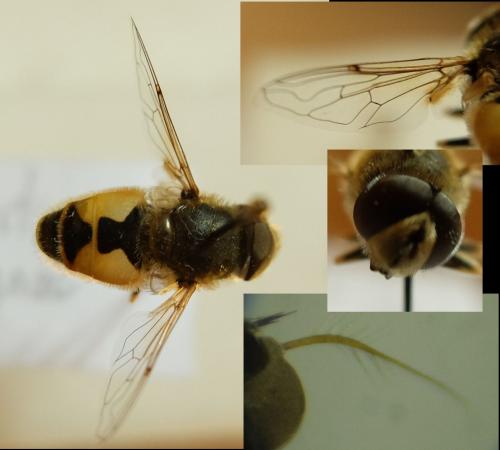 Eristalis arbustorum